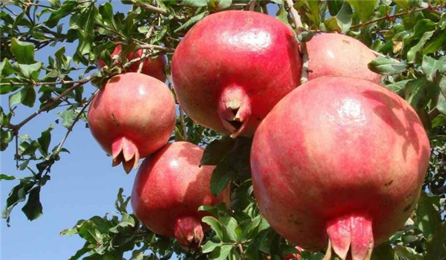 石榴保存最长时间有哪些方法,石榴放冰箱能放多久