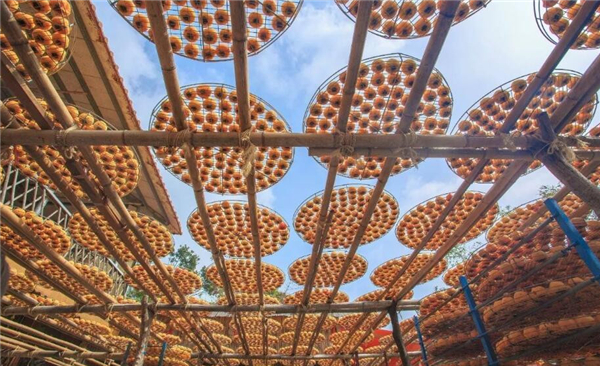 野菊花能直接泡水喝吗