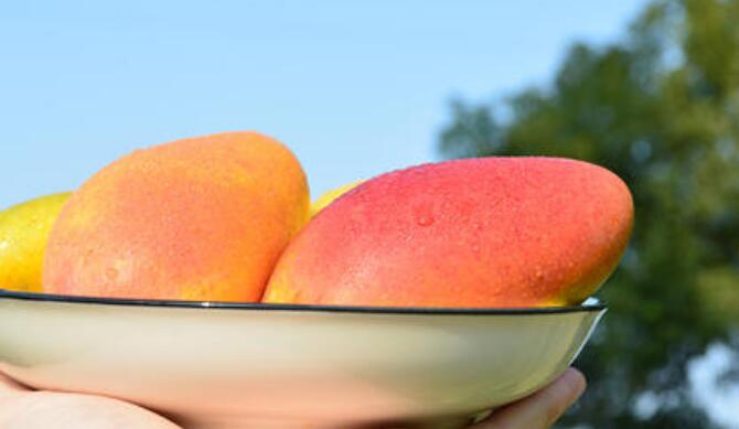 吃芒果上火吗,如何避免吃芒果上火