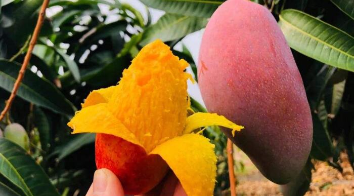 芒果怎么切方便吃,吃芒果的好处