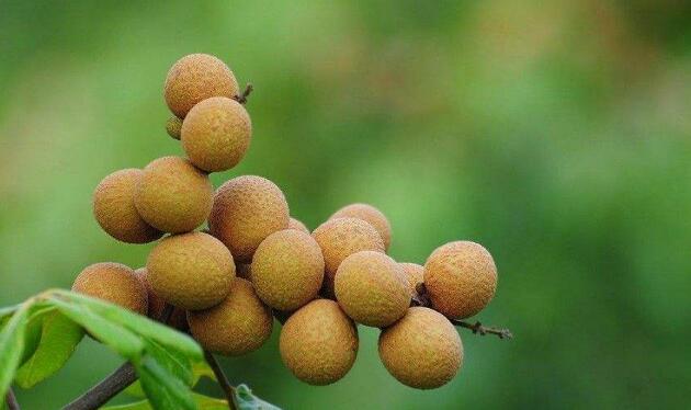 龙眼上火吗,龙眼和桂圆的区别