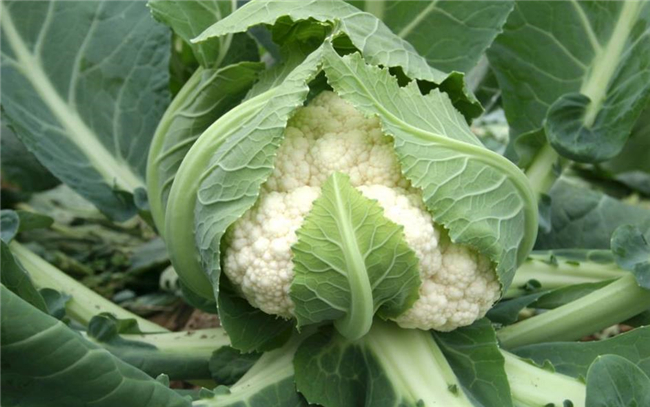 降脂最快的十种食物,脂肪最怕的十种蔬菜