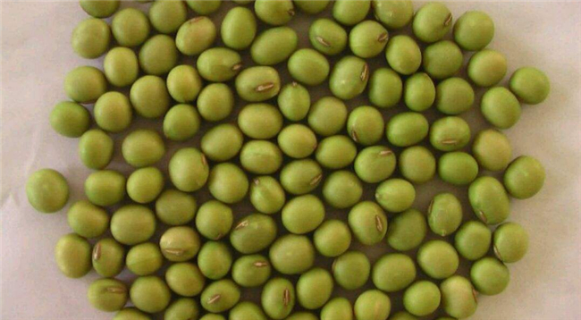 在家自己生绿豆芽怎么生,绿豆芽怎么生效果好(避光保湿)