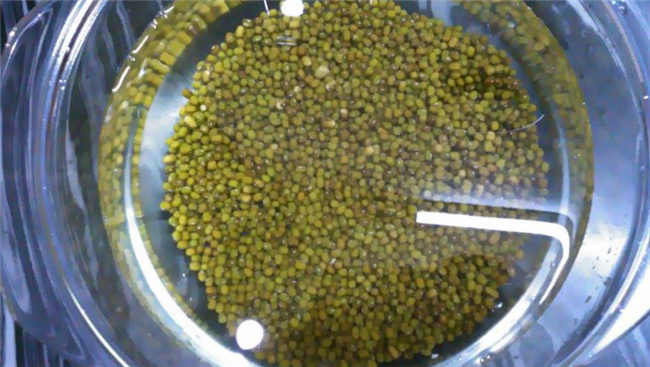 在家自己生绿豆芽怎么生,绿豆芽怎么生效果好(避光保湿)
