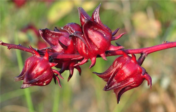十大排毒养颜花茶,花茶能天天喝隔夜喝吗