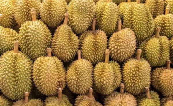 女性吃榴莲最佳时间,吃榴莲会胖吗