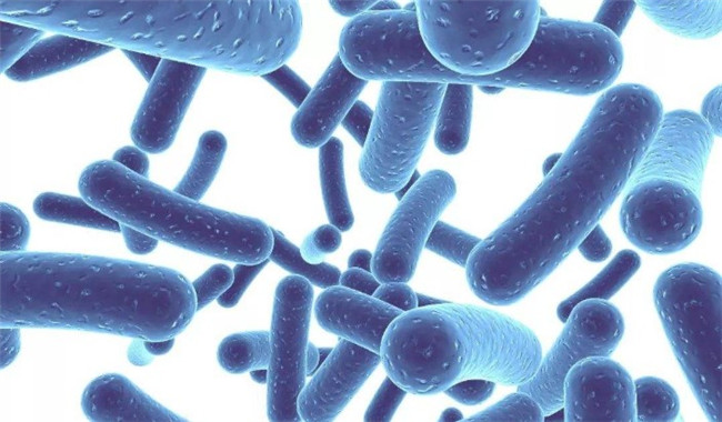 益生菌的作用与功效,益生菌的功能主治是什么