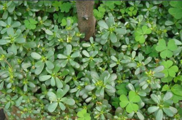 马齿菜哪种人不能吃,马齿菜煮水喝的功效