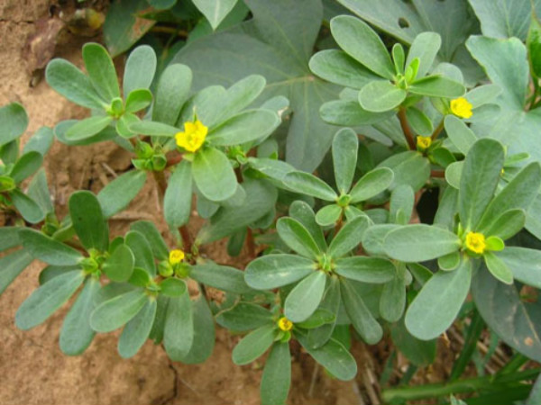 马齿菜哪种人不能吃,马齿菜煮水喝的功效