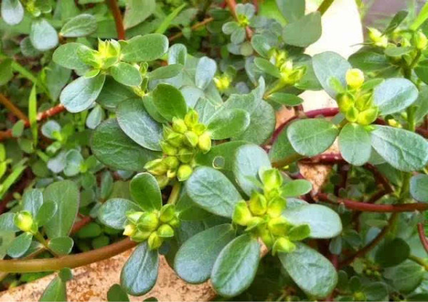 马齿菜哪种人不能吃,马齿菜煮水喝的功效