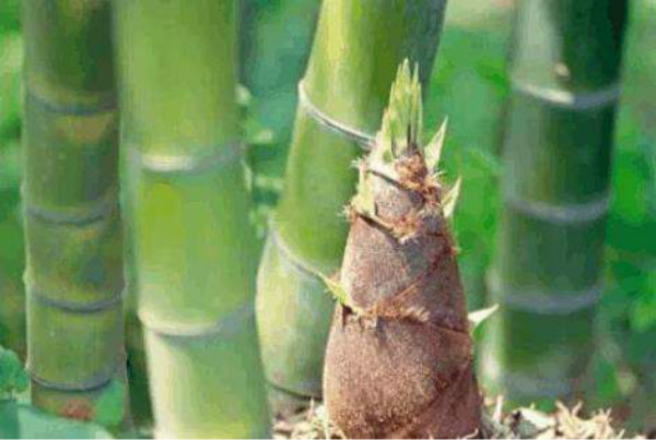 六种人不宜多吃竹笋,吃竹笋过敏的症状是什么样的