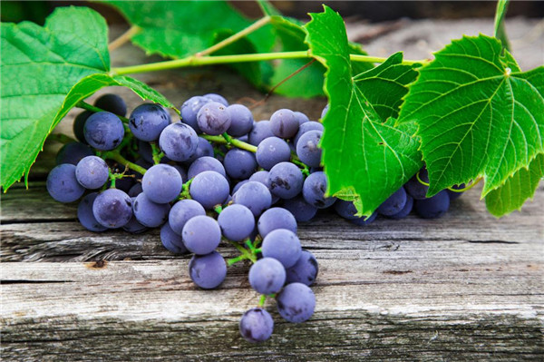 吃葡萄的好处和坏处,每年几月才是真正吃葡萄的季节