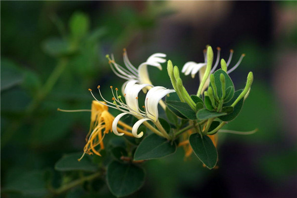 金银花的功效与作用,金银花的花朵为什么会变色