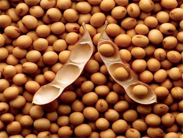 打豆浆的豆子要泡多久