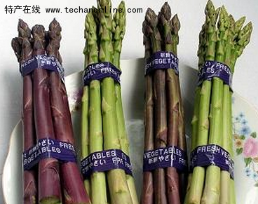 永济芦笋